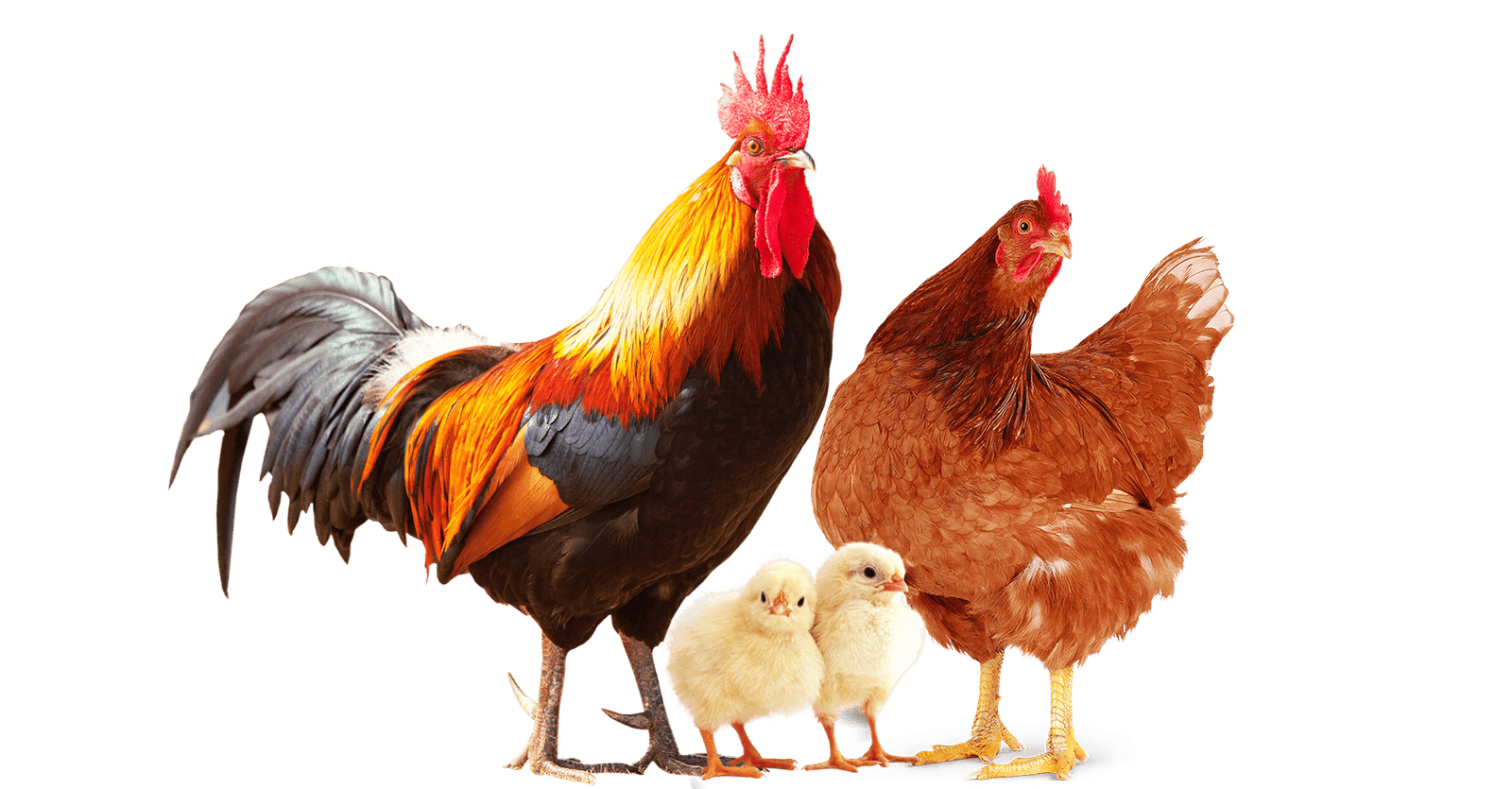 procesadora de alimentos colombia